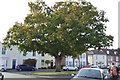 Tree, Portchester