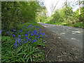 Bluebells along Ulverscroft Lane