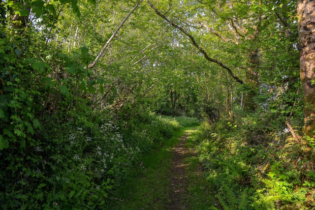 Oldborough : Track © Lewis Clarke :: Geograph Britain and Ireland