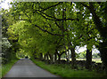 Trees along Priory Lane