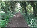 Woodland Path