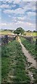 View of footpath next to Sike Farm