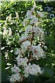 Exotic flower spike of the Horse Chestnut, Heddon Welfare Park