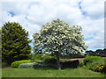 Flowering tree in Rockliffe Gardens