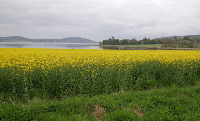 Yellow fields, by Bunchrew