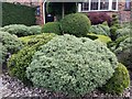 Sculpted bushes on Greenhalgh Walk, Hampstead Garden Suburb