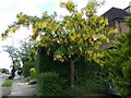 Laburnum tree on Brim Hill, Hampstead Garden Suburb