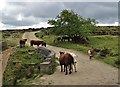 SK2882 : Cattle gathering by Thieves Bridge by Neil Theasby
