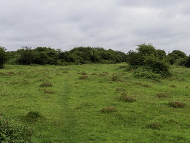 The bushes on Farlington Marshes