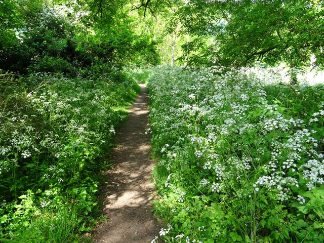 Footpath and cow parsley © Philip Halling :: Geograph Britain and Ireland