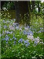 Spanish bluebells