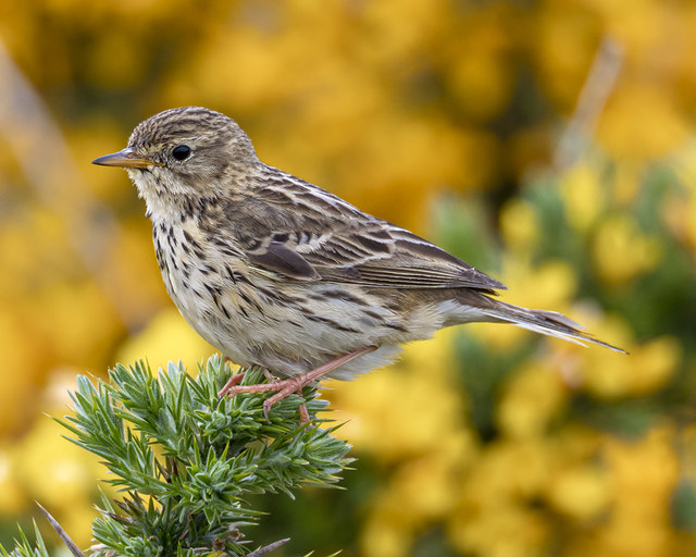 Meadow pipit, Ballymacormick Point