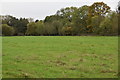 Grassland by the River Pinn