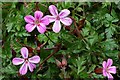 Herb Robert (Geranium robertianum), Trajan Walk