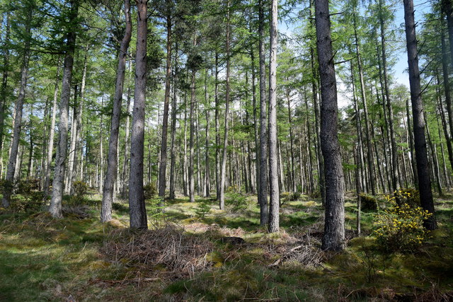 Looking Into Balbithan Wood © Bill Harrison :: Geograph Britain And Ireland