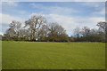 Pasture south of Prestbury