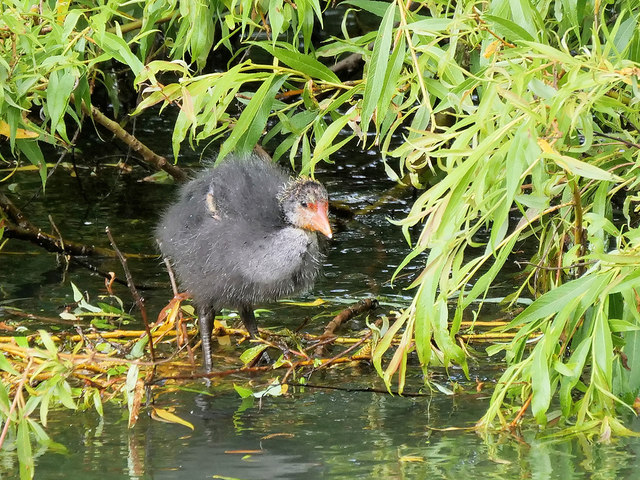 Coot Chick on the Manchester, Bolton and Bury Canal