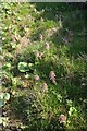 Butterbur beside Longtons Lane