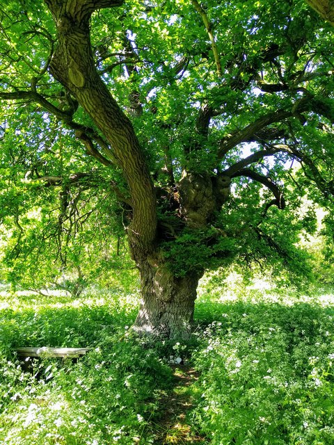 Oak tree, Coate Remembrance Wood, Coate Water, Swindon