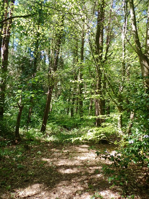 Path in Tipperary Wood