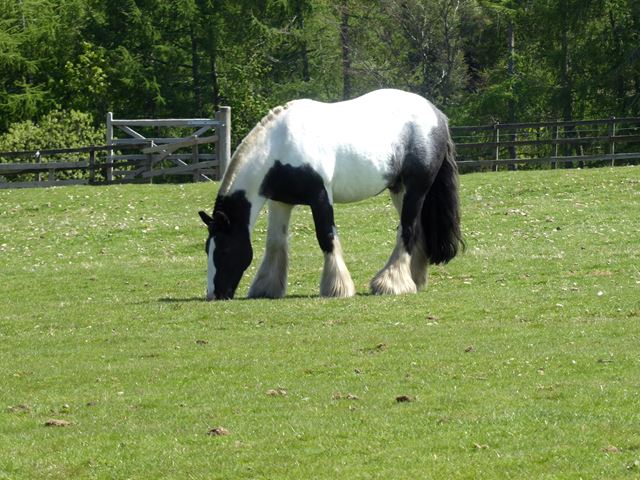Draft horse at Newbiggin Farm