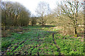 Wet and muddy footpath