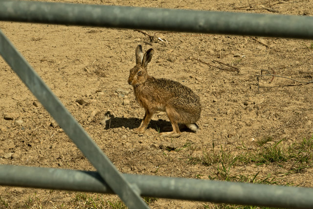 A hare in a field near Bickleton Wood