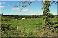 Cattle in a field, Skreen