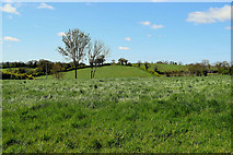 H3965 : A grassy field, Glennan by Kenneth  Allen