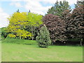 Trees in Hanger Hill Park, Ealing