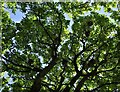 Rookery in Redbourne