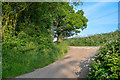 Sandford : Country Lane