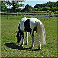 Horse near Amiesmill Farm