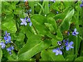 NZ1265 : Brooklime (Veronica beccabunga), Close House by Andrew Curtis