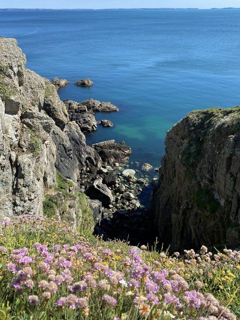 Cliff top flowers