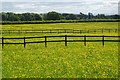 Buttercups in a field