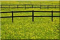 Buttercups in a field