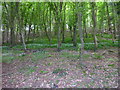 A band of wild garlic on the slope in Harton Wood