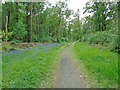 Central track through Hay Wood