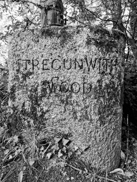 Tregunwith wood