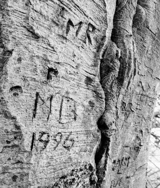 Tree carvings 1996
