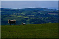 Combe Martin : Grassy Field & Sheep