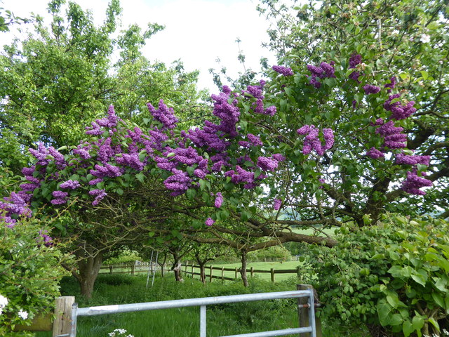 Lilac tree in an orchard at Hatton © Jeremy Bolwell :: Geograph Britain ...