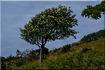 SS6147 : Combe Martin : Tree by Lewis Clarke