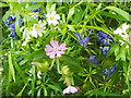 Red Campion, Greater Stitchwort  and Bluebells in Long Meadow Copse