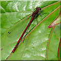 TL4656 : A large red damselfly by John Sutton