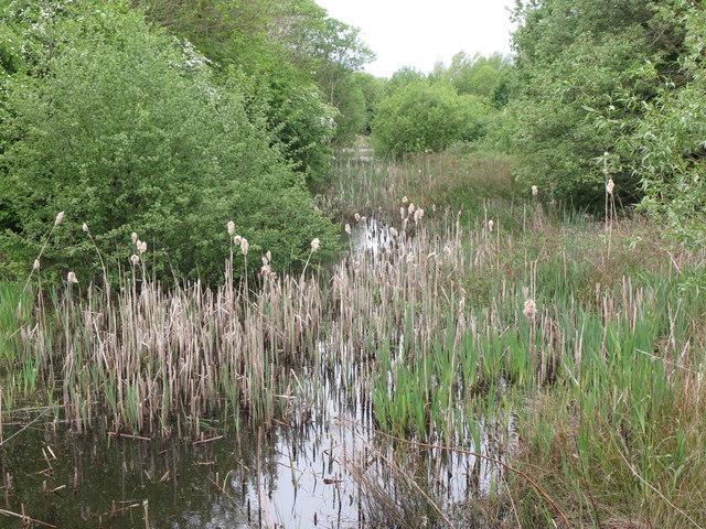 Reed Beds, Silverlink Biodiversity Park, Shiremoor