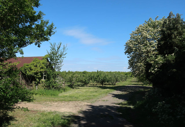 Orchard, Heath Fruit Farm
