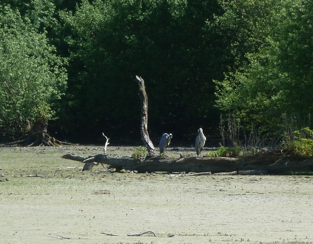 Tringford Reservoir - herons on a log