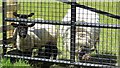 Sheep and lambs behind a gate